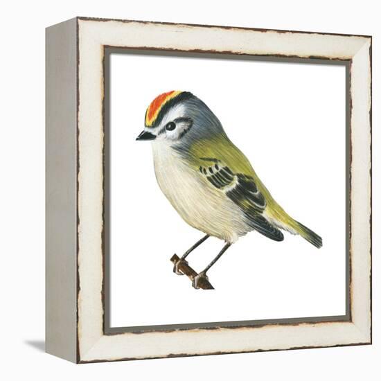 Golden-Crowned Kinglet (Regulus Satrapa), Birds-Encyclopaedia Britannica-Framed Stretched Canvas