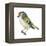 Golden-Crowned Kinglet (Regulus Satrapa), Birds-Encyclopaedia Britannica-Framed Stretched Canvas