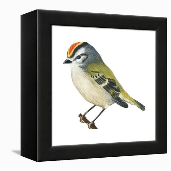 Golden-Crowned Kinglet (Regulus Satrapa), Birds-Encyclopaedia Britannica-Framed Stretched Canvas