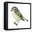 Golden-Crowned Kinglet (Regulus Satrapa), Birds-Encyclopaedia Britannica-Framed Stretched Canvas