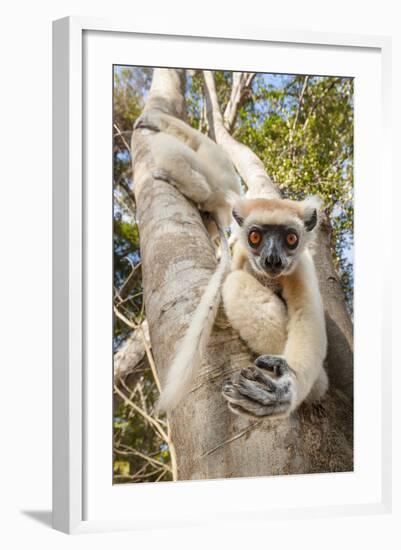 Golden-Crowned Sifaka Or Tattersall'S Sifaka (Propithecus Tattersalli) Climbing Down Tree-Nick Garbutt-Framed Photographic Print