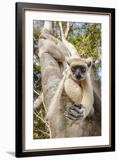 Golden-Crowned Sifaka Or Tattersall'S Sifaka (Propithecus Tattersalli) Climbing Down Tree-Nick Garbutt-Framed Photographic Print