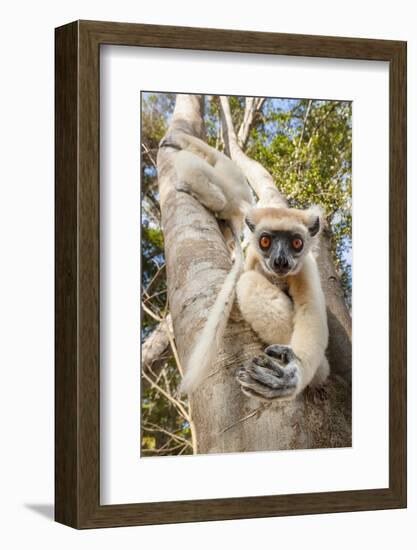 Golden-Crowned Sifaka Or Tattersall'S Sifaka (Propithecus Tattersalli) Climbing Down Tree-Nick Garbutt-Framed Photographic Print