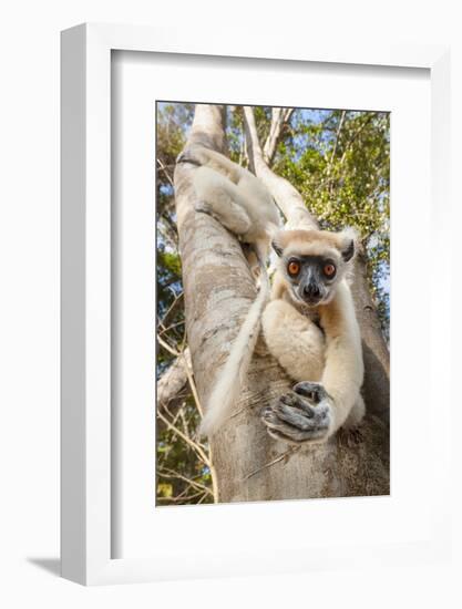 Golden-Crowned Sifaka Or Tattersall'S Sifaka (Propithecus Tattersalli) Climbing Down Tree-Nick Garbutt-Framed Photographic Print