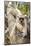 Golden-Crowned Sifaka Or Tattersall'S Sifaka (Propithecus Tattersalli) Climbing Down Tree-Nick Garbutt-Mounted Photographic Print