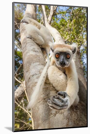 Golden-Crowned Sifaka Or Tattersall'S Sifaka (Propithecus Tattersalli) Climbing Down Tree-Nick Garbutt-Mounted Photographic Print