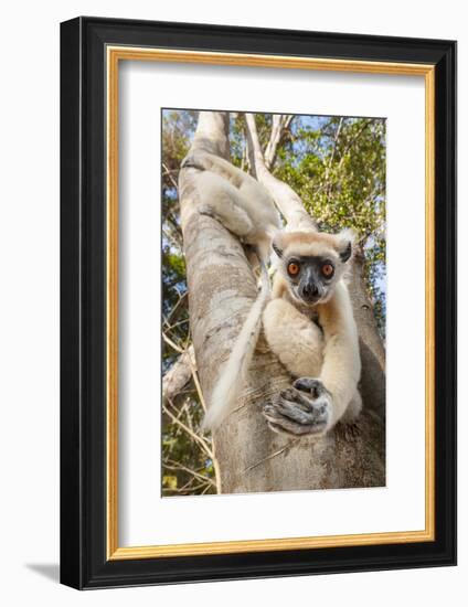 Golden-Crowned Sifaka Or Tattersall'S Sifaka (Propithecus Tattersalli) Climbing Down Tree-Nick Garbutt-Framed Photographic Print