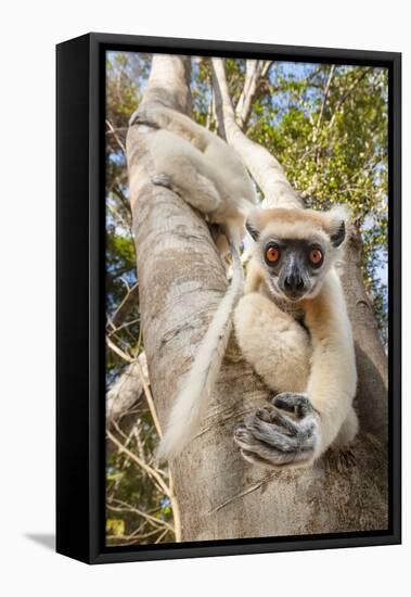 Golden-Crowned Sifaka Or Tattersall'S Sifaka (Propithecus Tattersalli) Climbing Down Tree-Nick Garbutt-Framed Premier Image Canvas