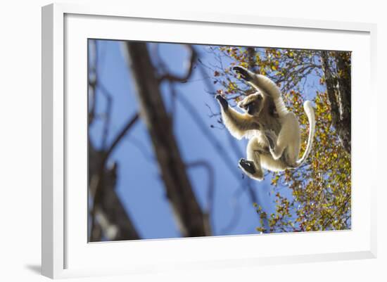 Golden-Crowned Sifaka (Propithecus Tattersalli) Leaping Through Forest Canopy-Nick Garbutt-Framed Photographic Print