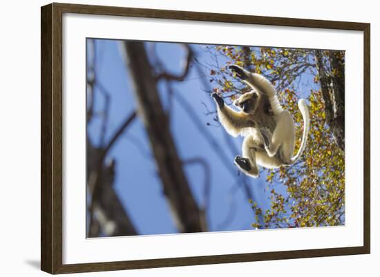 Golden-Crowned Sifaka (Propithecus Tattersalli) Leaping Through Forest Canopy-Nick Garbutt-Framed Photographic Print