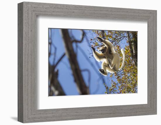 Golden-Crowned Sifaka (Propithecus Tattersalli) Leaping Through Forest Canopy-Nick Garbutt-Framed Photographic Print