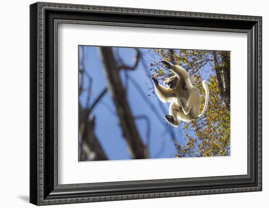 Golden-Crowned Sifaka (Propithecus Tattersalli) Leaping Through Forest Canopy-Nick Garbutt-Framed Photographic Print