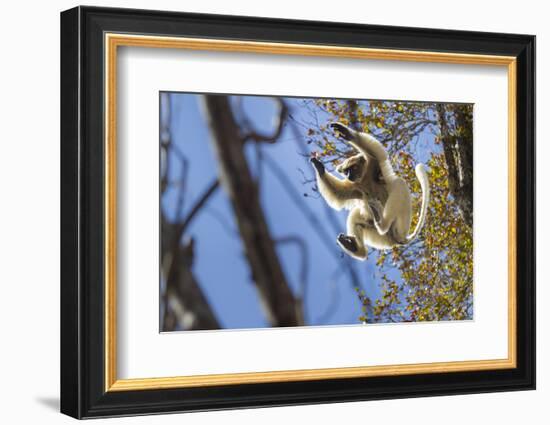 Golden-Crowned Sifaka (Propithecus Tattersalli) Leaping Through Forest Canopy-Nick Garbutt-Framed Photographic Print