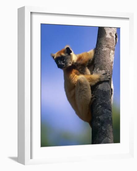 Golden Crowned Sifaka (Propithecus Tattersalli) Madagascar-Pete Oxford-Framed Photographic Print