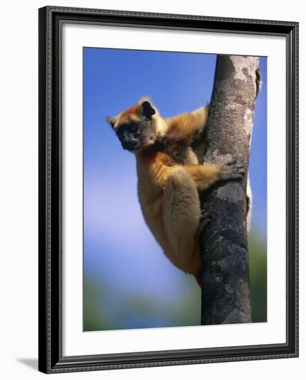 Golden Crowned Sifaka (Propithecus Tattersalli) Madagascar-Pete Oxford-Framed Photographic Print