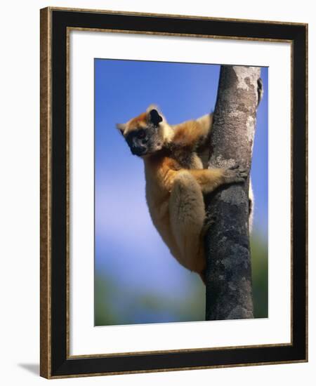 Golden Crowned Sifaka (Propithecus Tattersalli) Madagascar-Pete Oxford-Framed Photographic Print