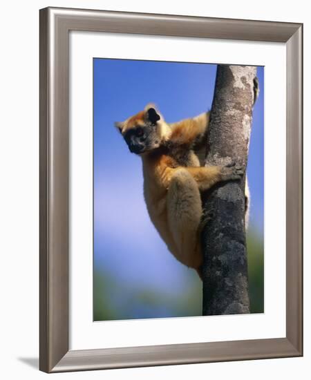 Golden Crowned Sifaka (Propithecus Tattersalli) Madagascar-Pete Oxford-Framed Photographic Print