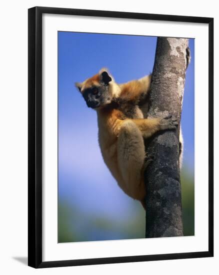 Golden Crowned Sifaka (Propithecus Tattersalli) Madagascar-Pete Oxford-Framed Photographic Print