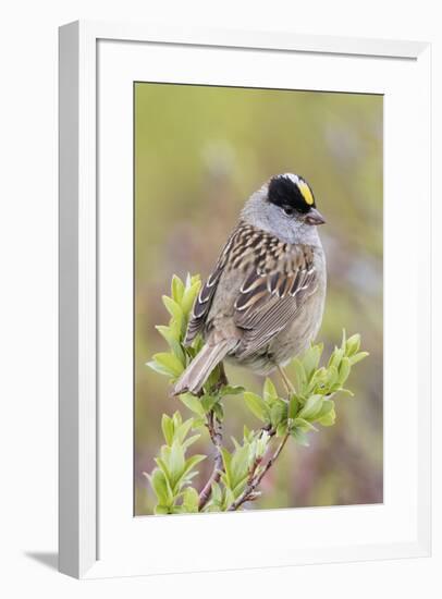 Golden-crowned sparrow-Ken Archer-Framed Premium Photographic Print