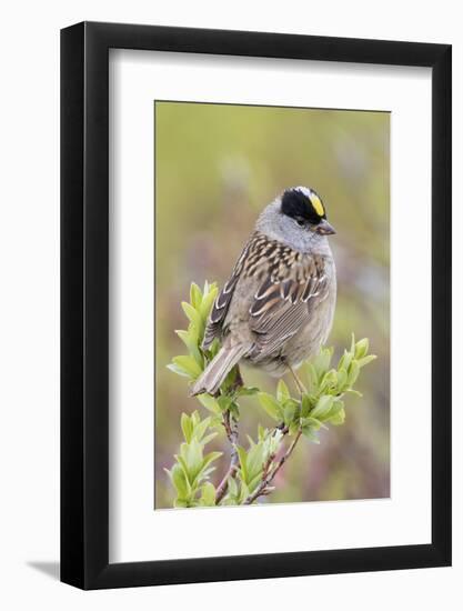 Golden-crowned sparrow-Ken Archer-Framed Photographic Print