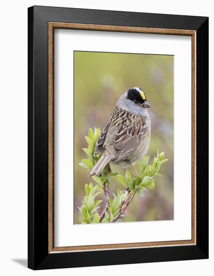 Golden-crowned sparrow-Ken Archer-Framed Photographic Print