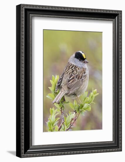 Golden-crowned sparrow-Ken Archer-Framed Photographic Print