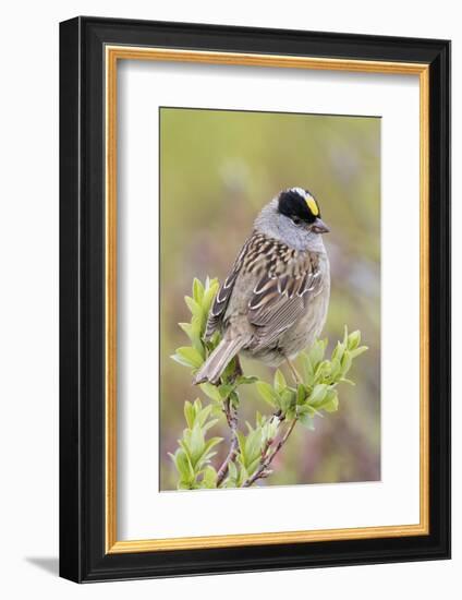 Golden-crowned sparrow-Ken Archer-Framed Photographic Print