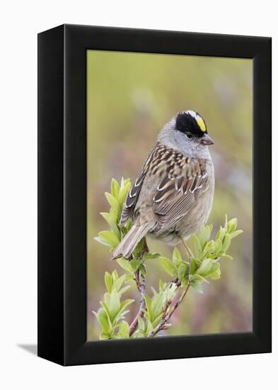 Golden-crowned sparrow-Ken Archer-Framed Premier Image Canvas