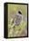 Golden-crowned sparrow-Ken Archer-Framed Premier Image Canvas
