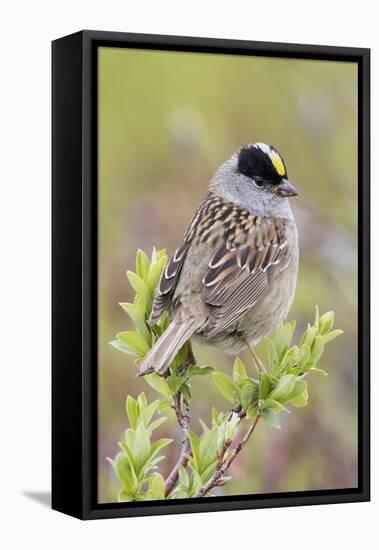 Golden-crowned sparrow-Ken Archer-Framed Premier Image Canvas