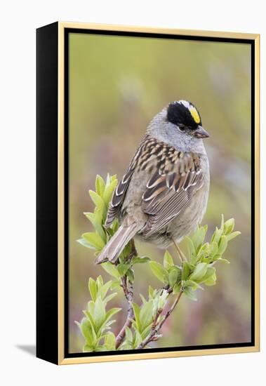 Golden-crowned sparrow-Ken Archer-Framed Premier Image Canvas