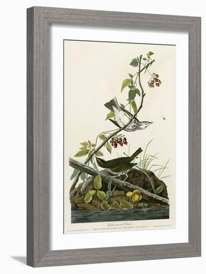 Golden Crowned Thrush-null-Framed Giclee Print