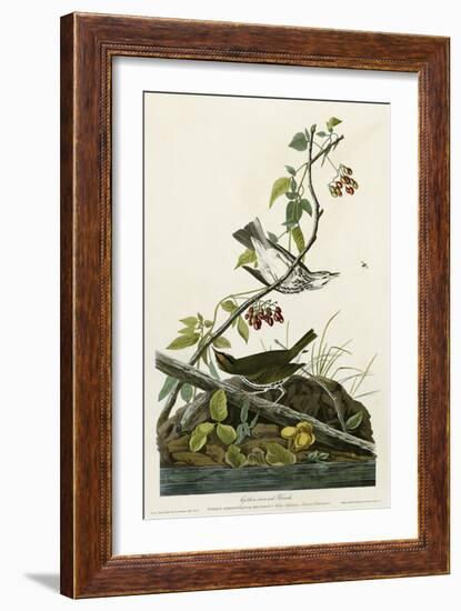 Golden Crowned Thrush-null-Framed Giclee Print