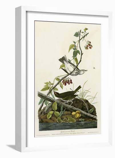 Golden Crowned Thrush-null-Framed Giclee Print