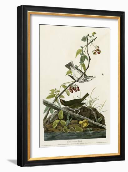 Golden Crowned Thrush-null-Framed Giclee Print