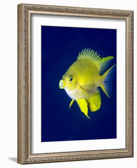 Golden Damselfish (Amblyglyphidodon Aureus) a Zoo Plankton Feeding Coral Reef Fish-Louise Murray-Framed Photographic Print