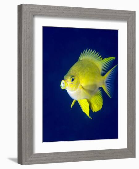 Golden Damselfish (Amblyglyphidodon Aureus) a Zoo Plankton Feeding Coral Reef Fish-Louise Murray-Framed Photographic Print