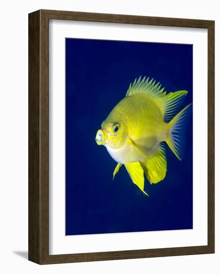 Golden Damselfish (Amblyglyphidodon Aureus) a Zoo Plankton Feeding Coral Reef Fish-Louise Murray-Framed Photographic Print