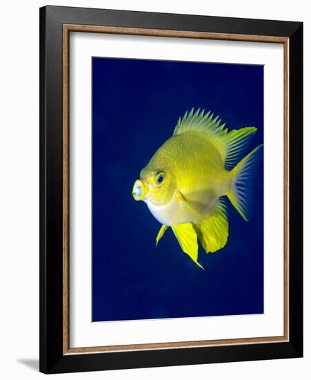 Golden Damselfish (Amblyglyphidodon Aureus) a Zoo Plankton Feeding Coral Reef Fish-Louise Murray-Framed Photographic Print