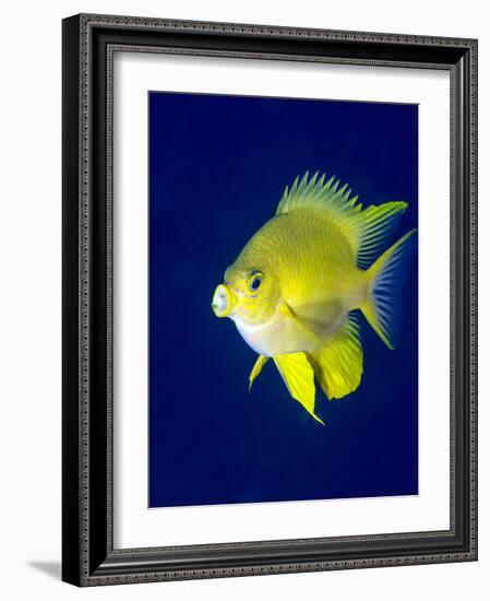 Golden Damselfish (Amblyglyphidodon Aureus) a Zoo Plankton Feeding Coral Reef Fish-Louise Murray-Framed Photographic Print