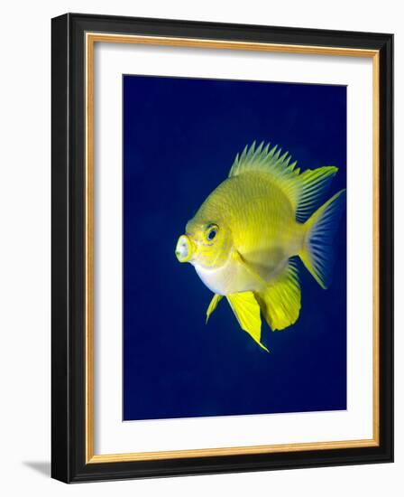 Golden Damselfish (Amblyglyphidodon Aureus) a Zoo Plankton Feeding Coral Reef Fish-Louise Murray-Framed Photographic Print