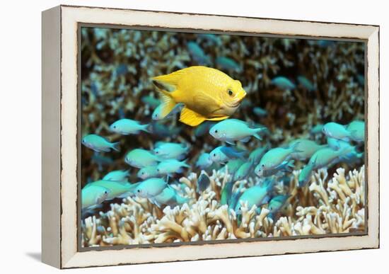 Golden Damselfish And Blue-green Chromis-Georgette Douwma-Framed Premier Image Canvas