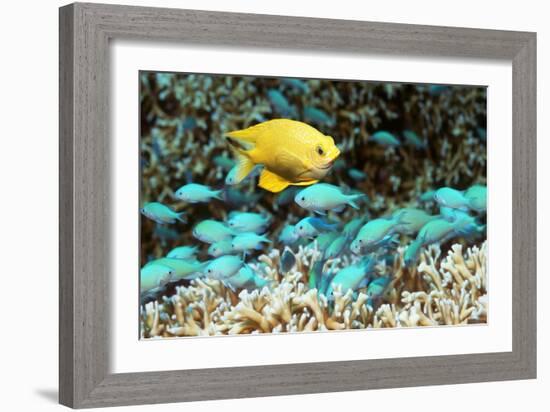 Golden Damselfish And Blue-green Chromis-Georgette Douwma-Framed Photographic Print