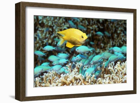 Golden Damselfish And Blue-green Chromis-Georgette Douwma-Framed Photographic Print