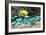 Golden Damselfish And Blue-green Chromis-Georgette Douwma-Framed Photographic Print