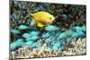 Golden Damselfish And Blue-green Chromis-Georgette Douwma-Mounted Photographic Print