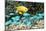 Golden Damselfish And Blue-green Chromis-Georgette Douwma-Mounted Photographic Print