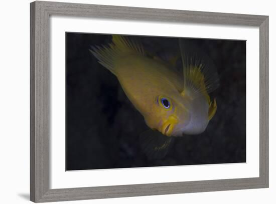 Golden Damselfish, Fiji-Stocktrek Images-Framed Photographic Print