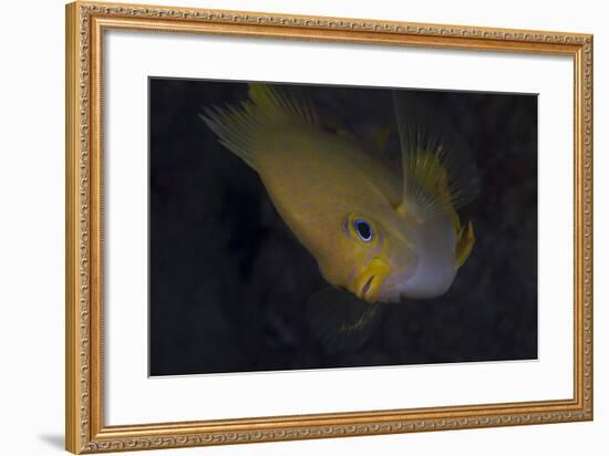 Golden Damselfish, Fiji-Stocktrek Images-Framed Photographic Print