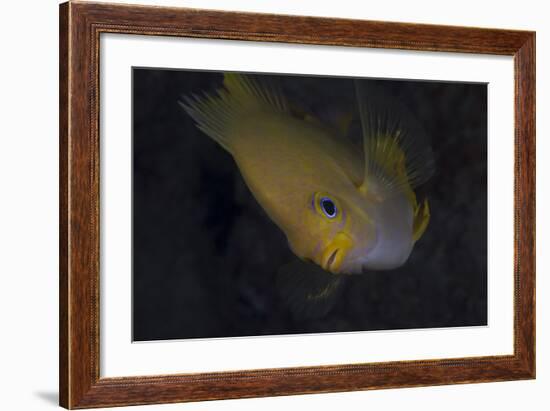 Golden Damselfish, Fiji-Stocktrek Images-Framed Photographic Print